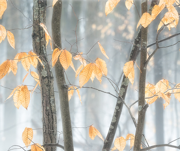 FEBRUARY THAW - BACKUS WOODS - BACKUS WOODS- NORFOLK COUNTY