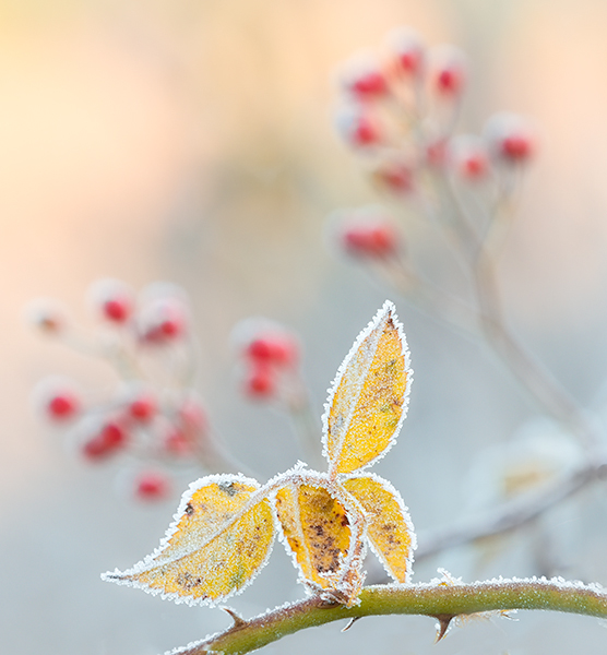 FROSTED ROSE - NORFOLK COUNTY - AUTUMN