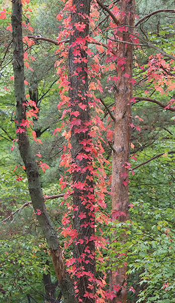 VIRGINIA CREEPER, OCTOBER, 2016 - NORFOLK COUNTY - AUTUMN