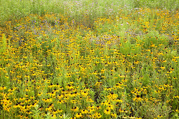 JULY MEADOW #2 - NORFOLK  COUNTY - THE MEADOW PROJECT