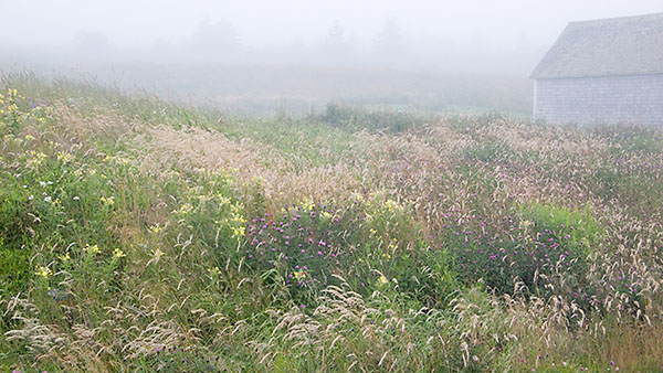 SUMMER MEADOW - NOVA SCOTIA - THEREABOUTS