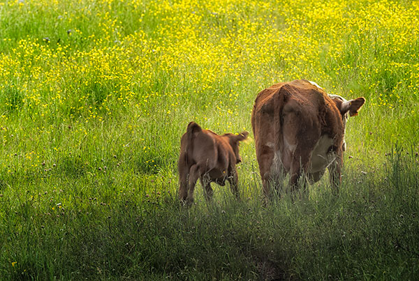COW AND CALF, JUNE 2018 - BRUCE PENINSULA - THE BRUCE, JUNE 2018