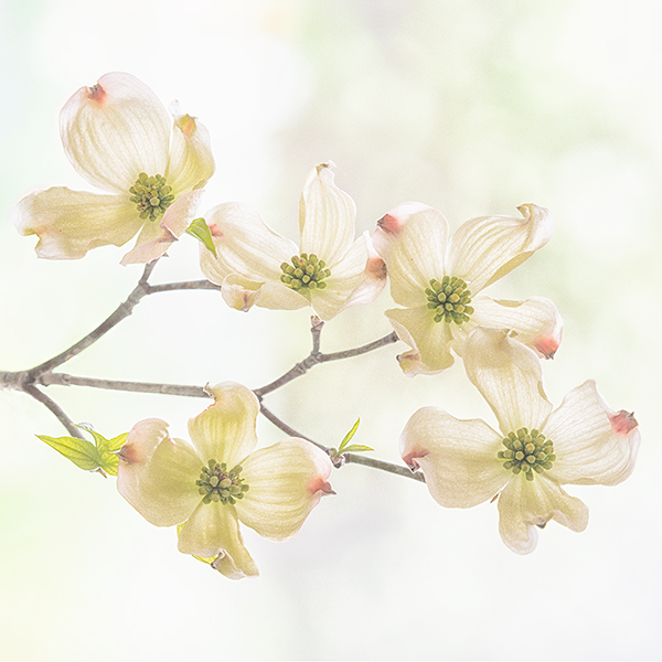 FLOWERING DOGWOOD - NORFOLK COUNTY - SPRING