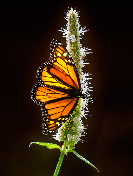 MONARCH-ON-ANISE-HYSSOP - New Works
