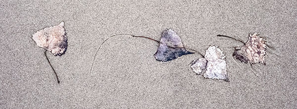 COTTONWOOD LEAVES, DECEMBER - LONG POINT BEACH - DETAILS