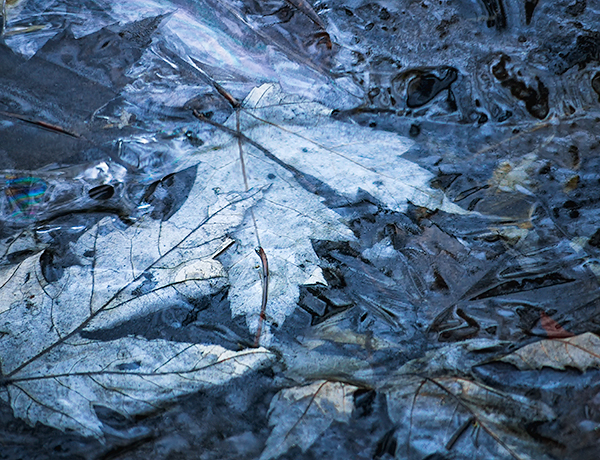 DECEMBER, BACKUS WOODS  #4 - WATERFORD SHOW, NOVEMBER 2018