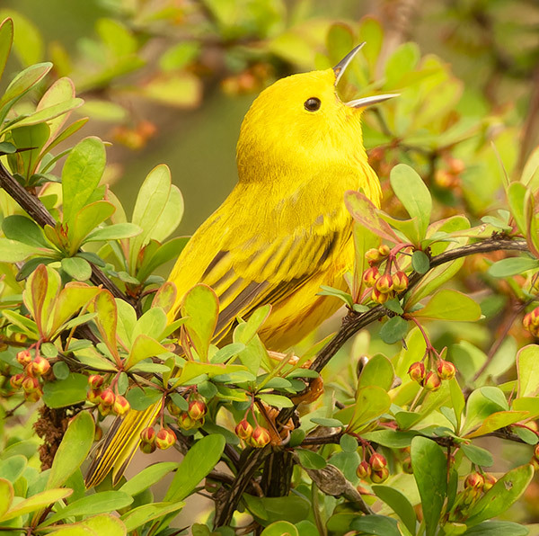 NORTHERN-YELLOW-WARBLER - New Works