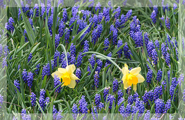SPRING FLOWERS - PORT RYERSE - PORT RYERSE