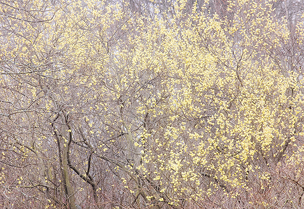 WILLOW BLOSSOMS - NORFOLK COUNTY - SPRING