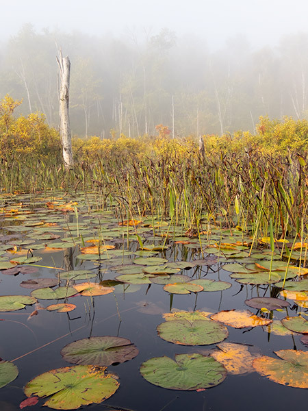 Issac Lake-September Fog - New Works