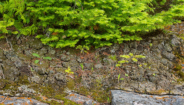 TREES WEEK #27 - 52 WEEKS - AN ENCOUNTER WITH TREES