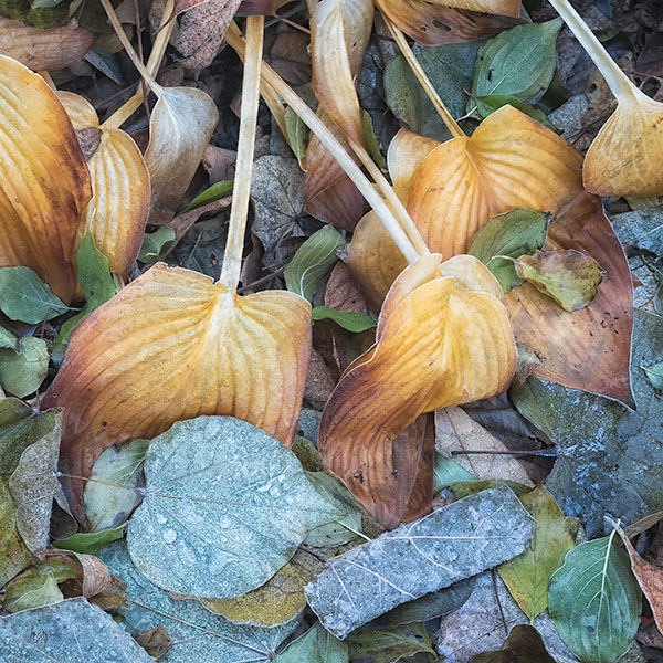 FIRST FROST - KATHY'S GARDEN, 2018 - AUTUMN