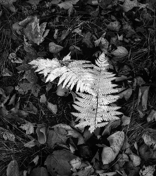 FERN DUO - ACADIA NP, MAINE - EAST COAST, OCTOBER, 2014