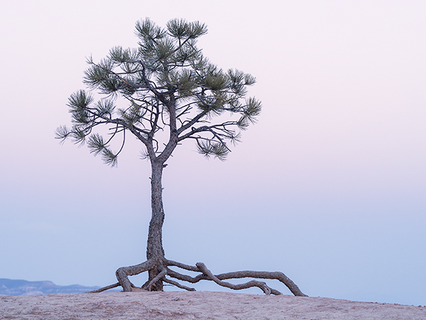 TENACITY - BRYCE CANYON NP, UTAH - THE SOUTHWEST 2018