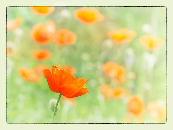 POPPY GARDEN - PORT RYERSE - PORT RYERSE