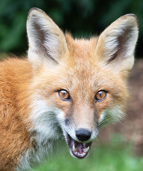 EASTERN-RED-FOX - New Works