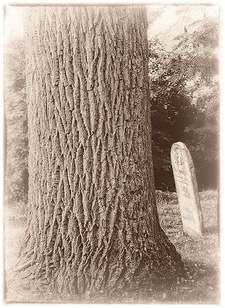 TREES WEEK#34 - 52 WEEKS - AN ENCOUNTER WITH TREES