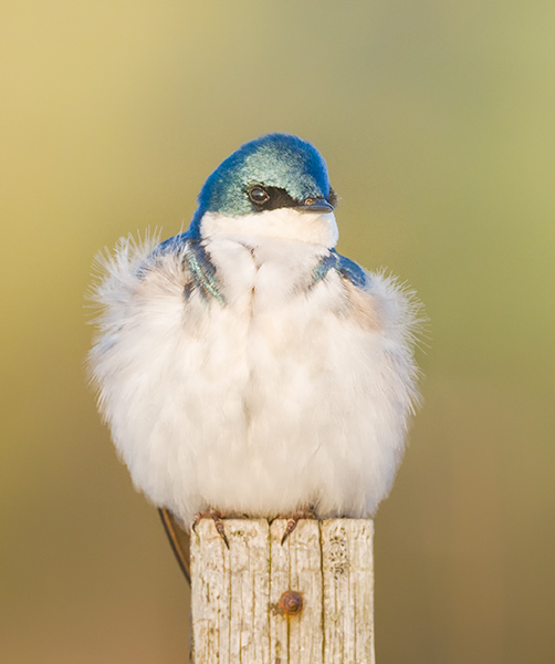 #6 - Tree Swallow Project