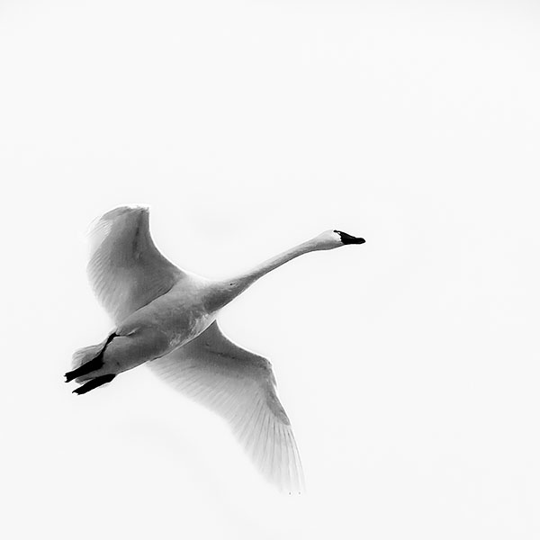 SOLO TUNDRA SWAN #2 - LONG POINT - B&W