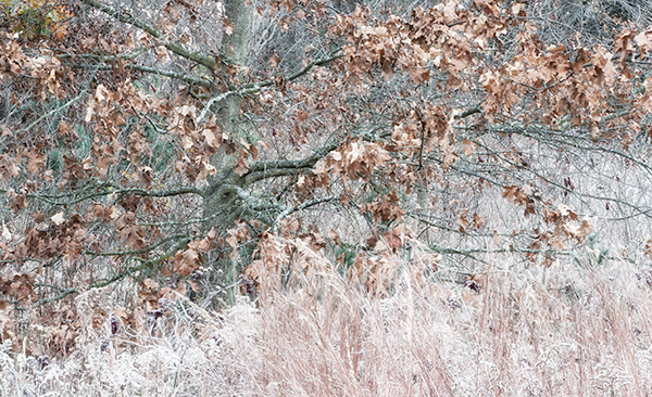 Oak and Frost - THE BUG FARM PROJECT