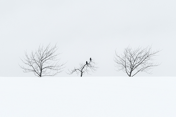 THE SENTINELS - NORFOLK COUNTY - WINTER
