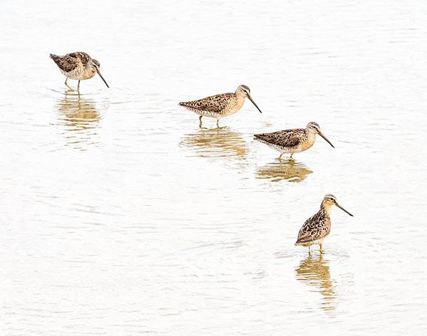 DOWITCHERS - KOUCHIBOUGUAC NP, NB - NEW BRUNSWICK, 2017