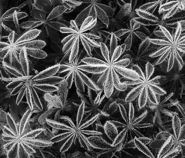 Frost on Lupine Foliage - THE BUG FARM PROJECT