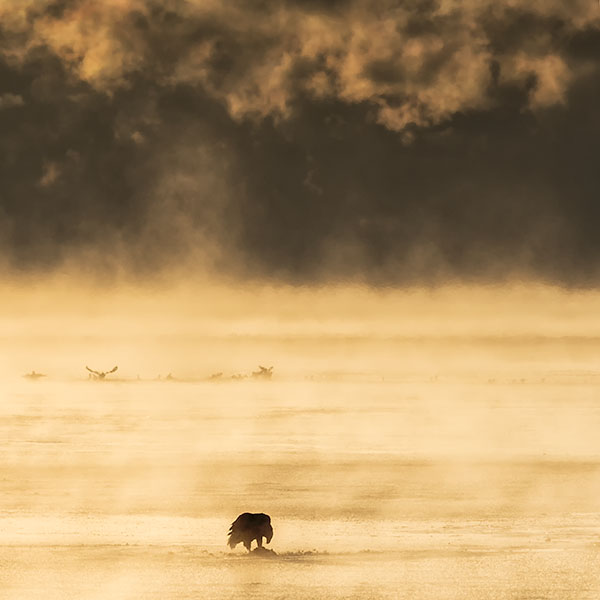 BALD EAGLE AND ICE FOG - PORT DOVER - AT HOME