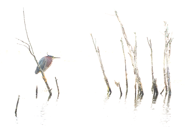 Green Heron - My Book of Birds