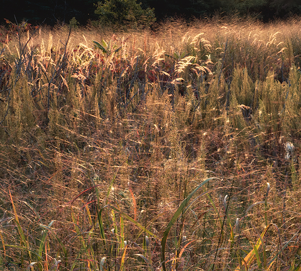 Backlit Webs and Grasses - THE BUG FARM PROJECT