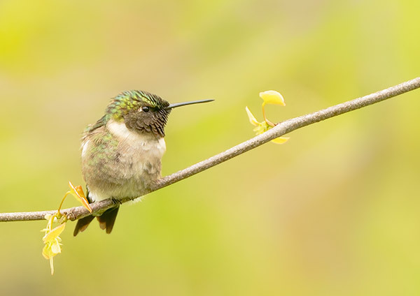 MALE-RUBY-THROATED-HUMMINGBIRD - New Works