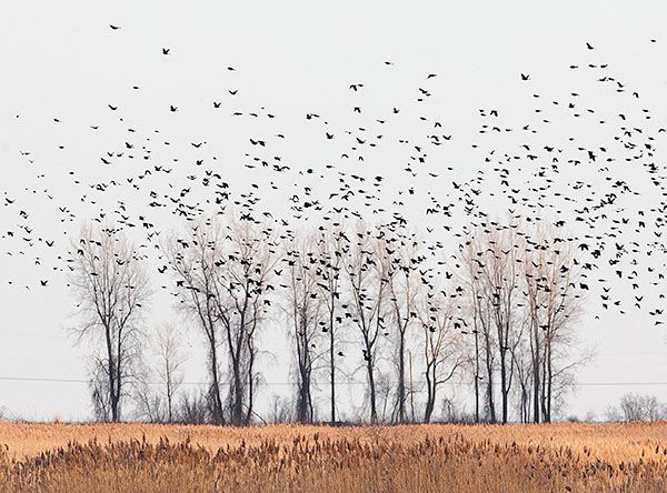 BLACKBIRD MIGRATION #1 - LONG POINT - THE MARSH