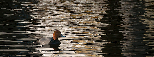 REDHEAD - INNER BAY, LONG POINT - CREATURES