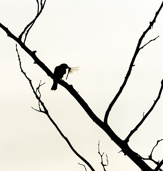 Eastern Kingbird with Dragonfly - New Works