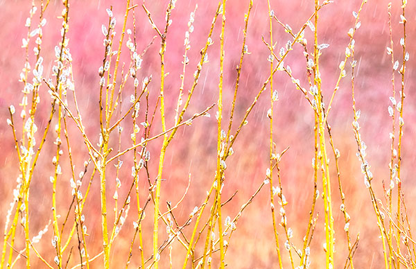 PUSSY WILLOWS IN RAIN - NORFOLK COUNTY - SPRING