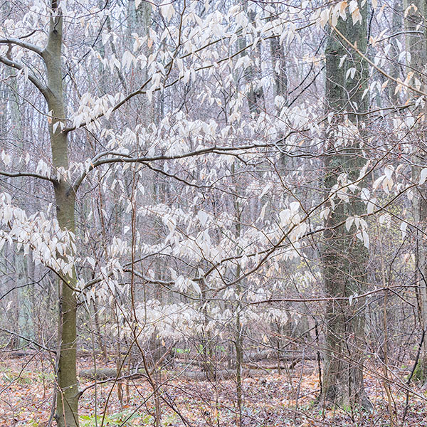WEATHERED BEECH LEAVES - NORFOLK COUNTY - SPRING