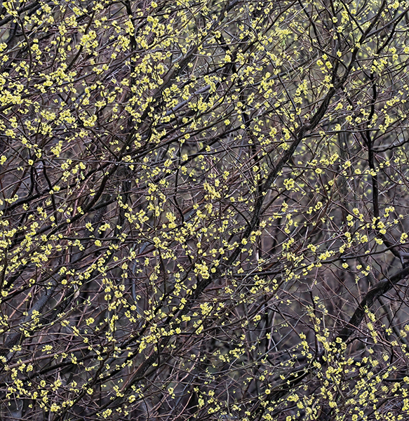 Spicebush--Norfolk County - New Works