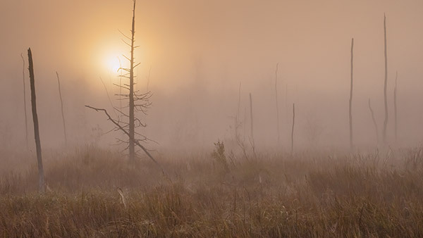 Wetland Fog-September - New Works