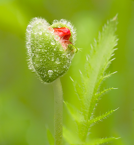 Emerging Poppy - PHOTO STORAGE