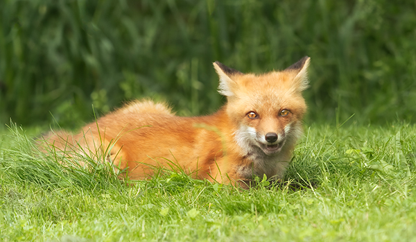 Red Fox Kit #6 - Foxes of Port Ryerse