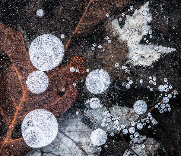VERNAL POND ICE - BACKUS WOODS - BACKUS WOODS- NORFOLK COUNTY