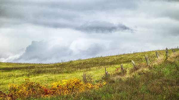 FENCE ROW - BRANT COUNTY - THEREABOUTS