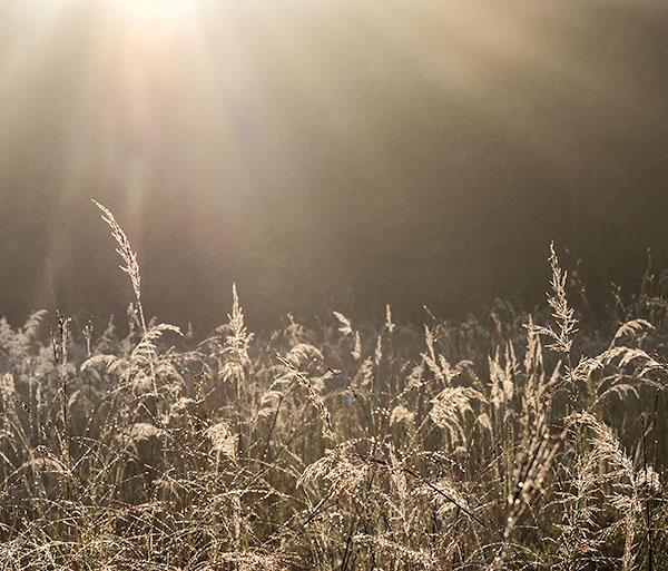 GOD RAYS AND DEWY GRASSES, NOVEMBER 2018  - NORFOLK COUNTY - AUTUMN