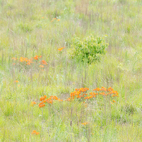 BUTTERFLY MILKWEED, 2017 - NORFOLK COUNTY - SUMMER