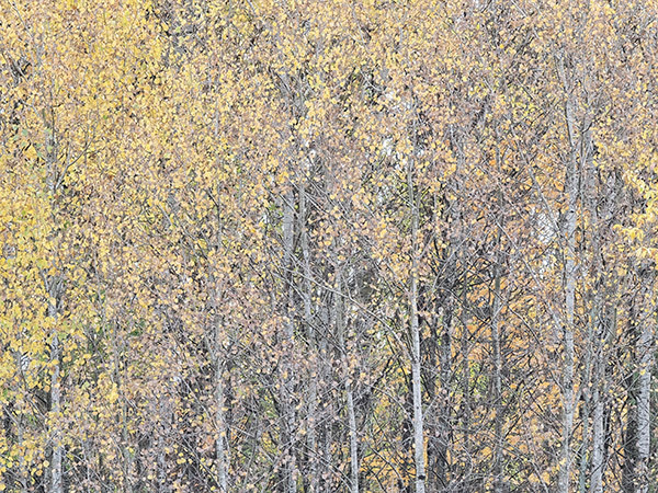 Bruce Peninsula-October Trees #4 - New Works