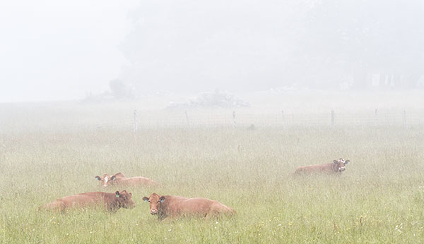 COWS IN MEADOW, JUNE 2018 - BRUCE PENINSULA - THE BRUCE, JUNE 2018