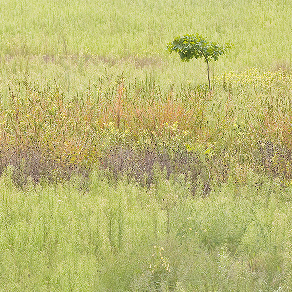 AUGUST MEADOW #5 - THE MEADOW PROJECT