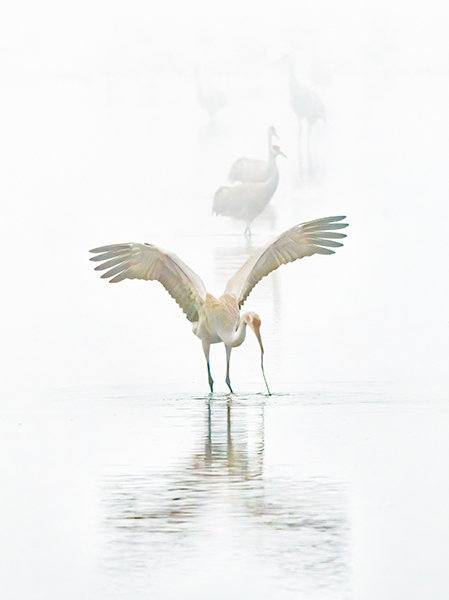 Sandhill Cranes In Spring Fog-Vertical - Sandhill Cranes of Norfolk County