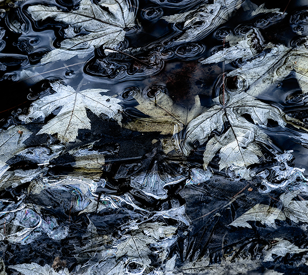 UNDER ICE #3 - NORFOLK COUNTY - BACKUS WOODS- NORFOLK COUNTY