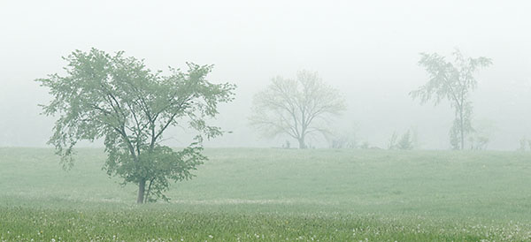 JESSIE'S TREE - GREY COUNTY, ONTARIO - BIGGERSCAPES